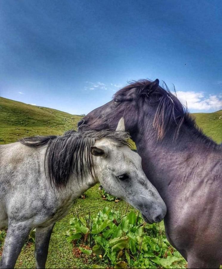 Chvibiani Guesthouse & Bar Ushguli Dış mekan fotoğraf