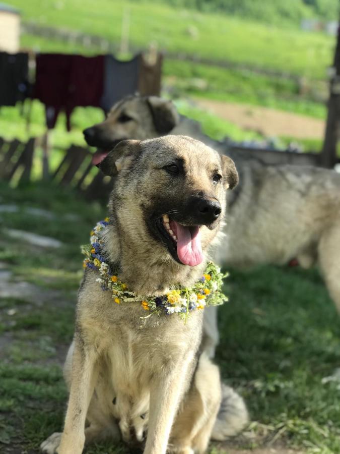 Chvibiani Guesthouse & Bar Ushguli Dış mekan fotoğraf
